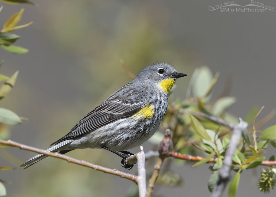 Female Yellow-rumped Warbler up close in a willow, Wasatch Mountains, Morgan County, Utah