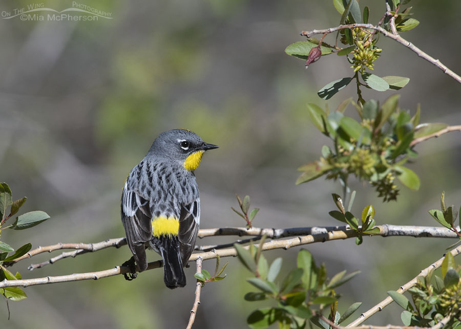 View of the yellow rump of a male Yellow-rumped Warbler, Wasatch Mountains, Morgan County, Utah