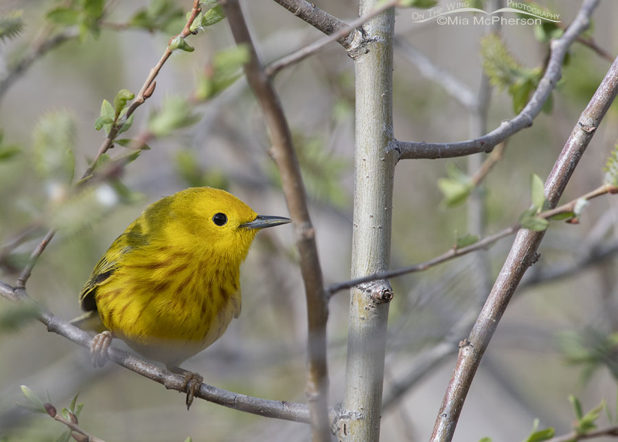 Male Yellow Warbler tucked into some willows, Wasatch Mountains, Morgan County, Utah