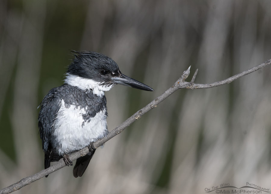 Male Belted Kingfisher perched over a creek, Wasatch Mountains, Summit County, Utah
