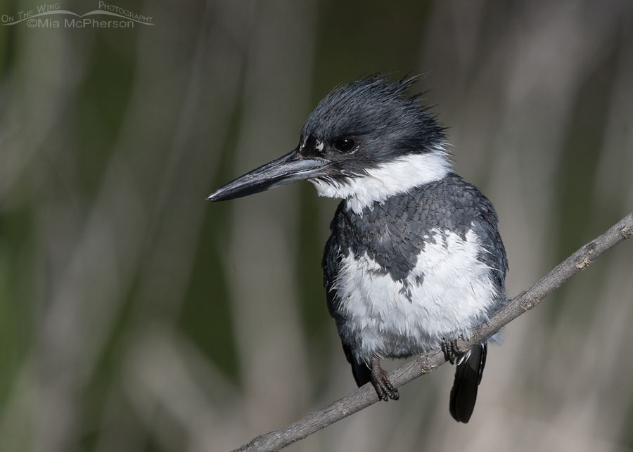 Male Belted Kingfisher close up, Wasatch Mountains, Summit County, Utah