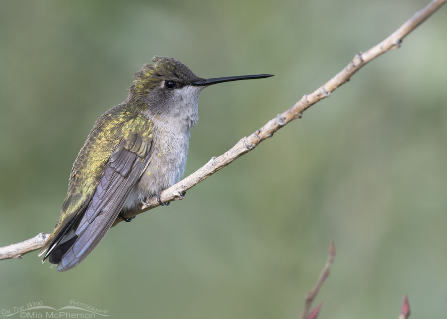 Female Black-chinned Hummingbird perched on a thin branch, Wasatch Mountains, Summit County, Utah