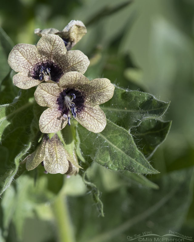 Black Henbane in the Wasatch Mountains, Summit County, Utah