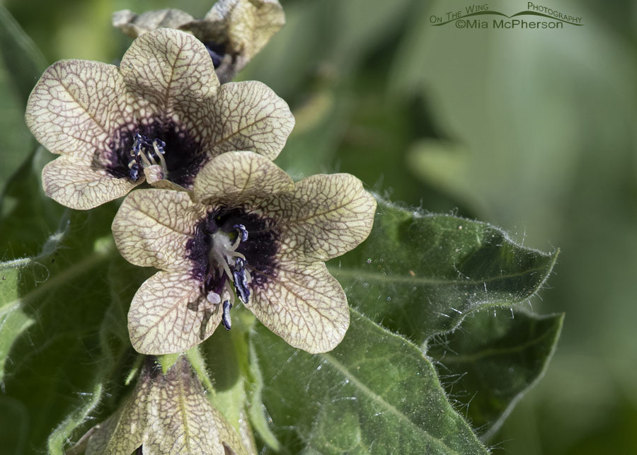 Close up of Black Henbane in the Wasatch Mountains, Summit County, Utah