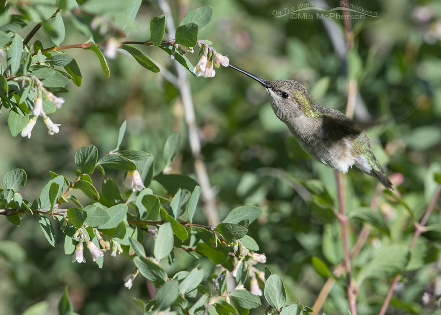 Female Broad-tailed Hummingbird sipping nectar from a snowberry, Wasatch Mountains, Summit County, Utah