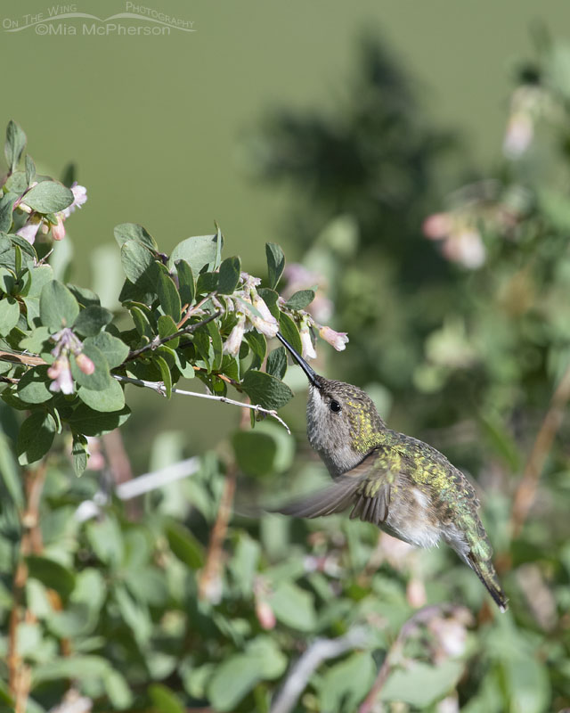 Broad-tailed Hummingbird female feeding on snowberry nectar, Wasatch Mountains, Summit County, Utah