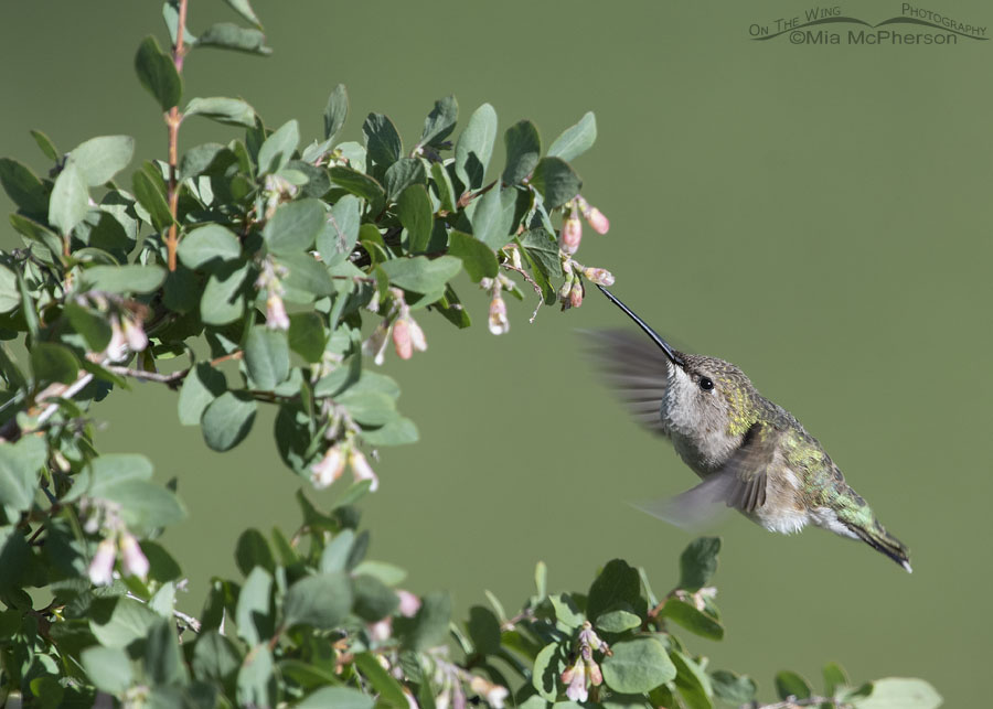 Female Broad-tailed Hummingbird hovering at a blooming snowberry bush, Wasatch Mountains, Summit County, Utah