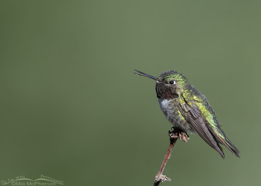 Male Broad-tailed Hummingbird with his bill open, Wasatch Mountains, Morgan County, Utah