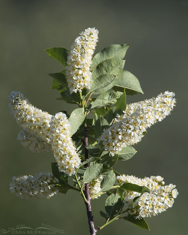 Sun-kissed Chokecherry Blossoms, Wasatch Mountains, Summit County, Utah