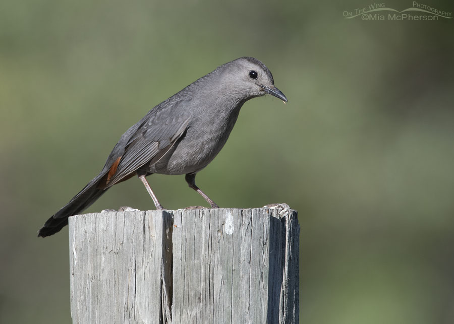 Curious look from an adult Gray Catbird, Wasatch Mountains, Morgan County, Utah