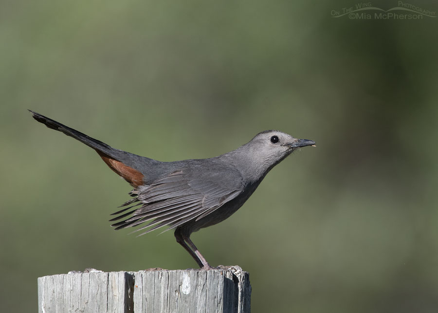 Adult Gray Catbird fluttering its wings, Wasatch Mountains, Morgan County, Utah