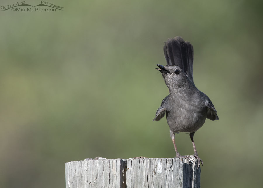 An excited adult Gray Catbird, Wasatch Mountains, Morgan County, Utah