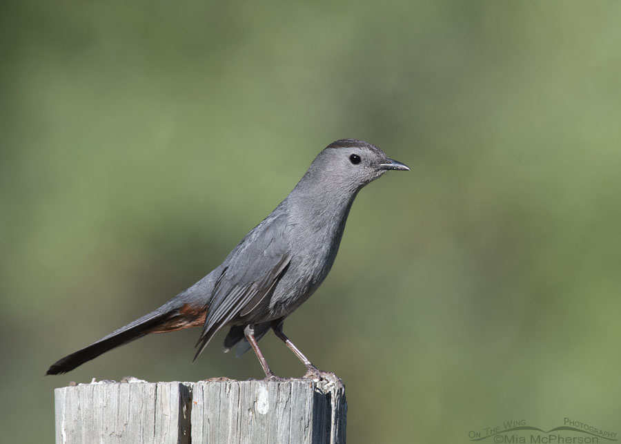 Gray Catbird keeping watch from a fence post, Wasatch Mountains, Morgan County, Utah