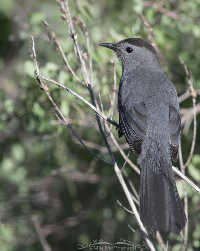 Back view of an adult Gray Catbird, Wasatch Mountains, Morgan County, Utah