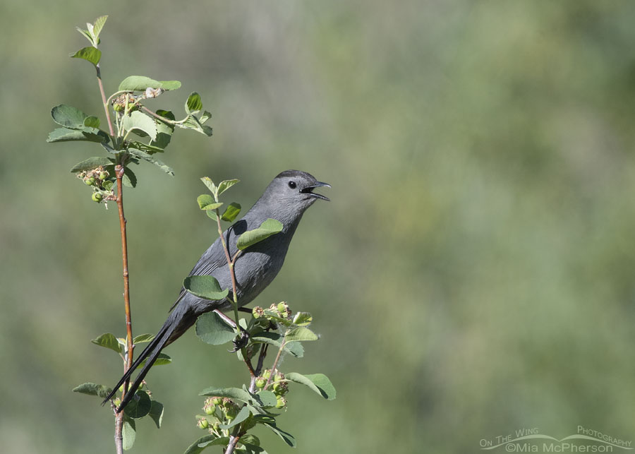 Agitated Gray Catbird calling from a Serviceberry, Wasatch Mountains, Morgan County, Utah