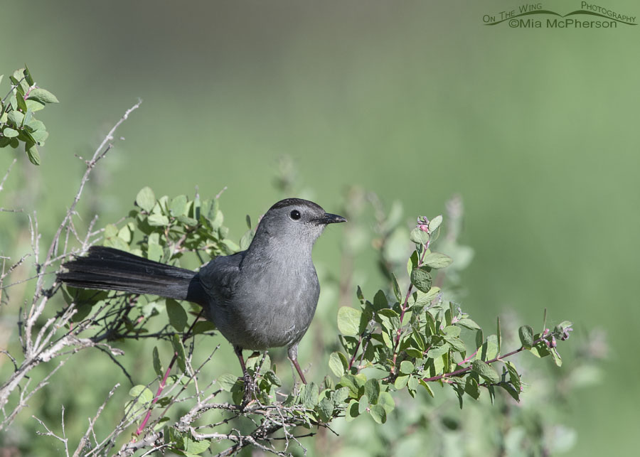 Adult Gray Catbird in a snowberry bush, Wasatch Mountains, Morgan County, Utah