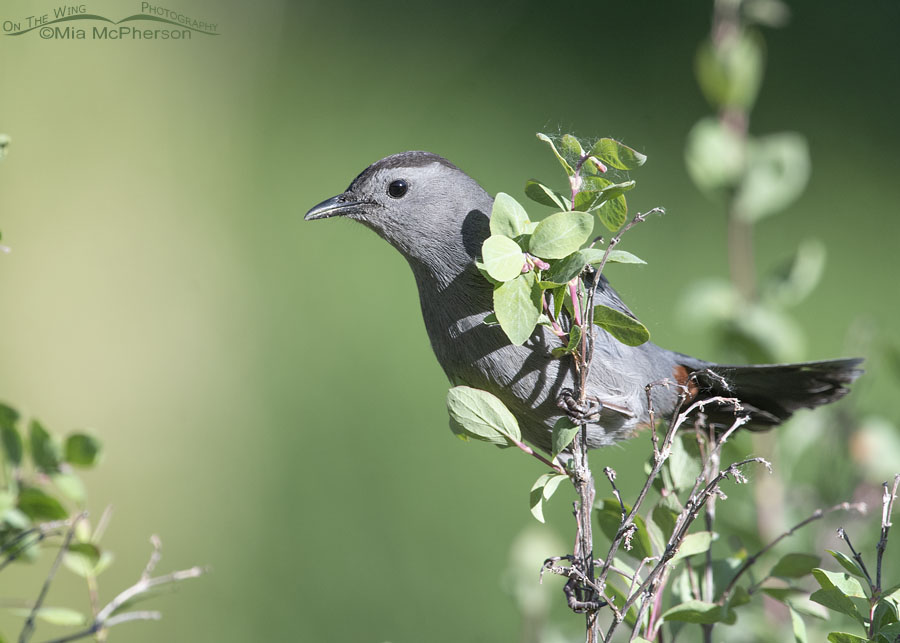 Gray Catbird perched in a snowberry bush, Wasatch Mountains, Morgan County, Utah