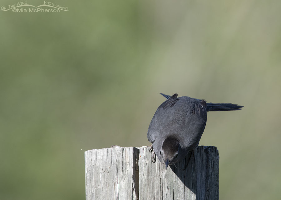 Gray Catbird taking off