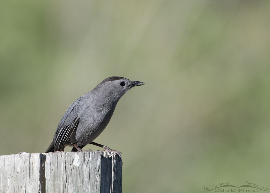 Gray Catbird in a defensive posture, Wasatch Mountains, Morgan County, Utah