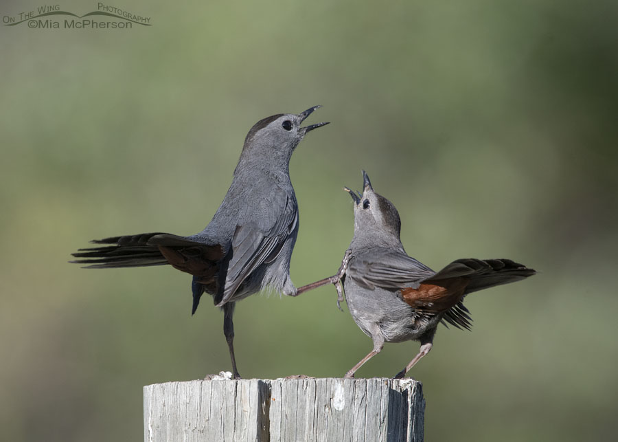One adult Gray Catbird kicking another catbird, Wasatch Mountains, Morgan County, Utah