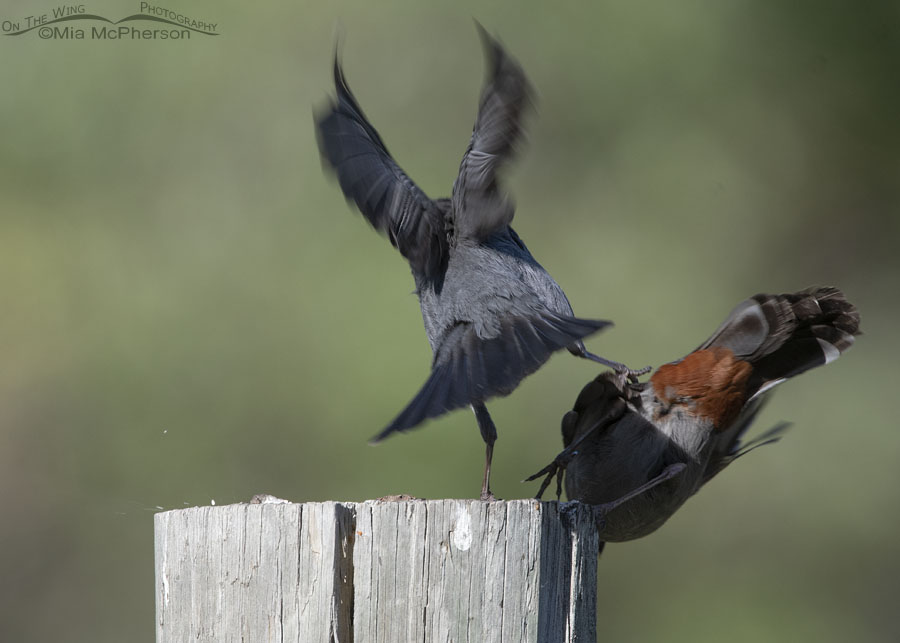 Gray Catbird kicking another catbird off of a fence post, Wasatch Mountains, Morgan County, Utah