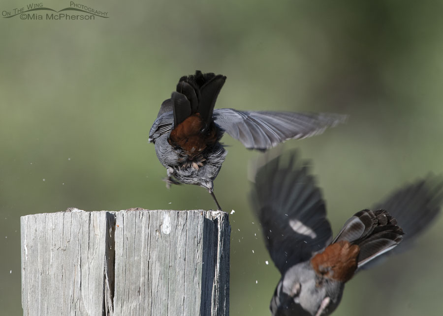 Gray Catbird falling from a fence post, Wasatch Mountains, Morgan County, Utah