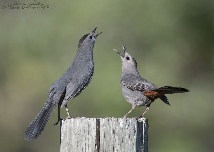 Two adult Gray Catbirds interacting, Wasatch Mountains, Morgan County, Utah