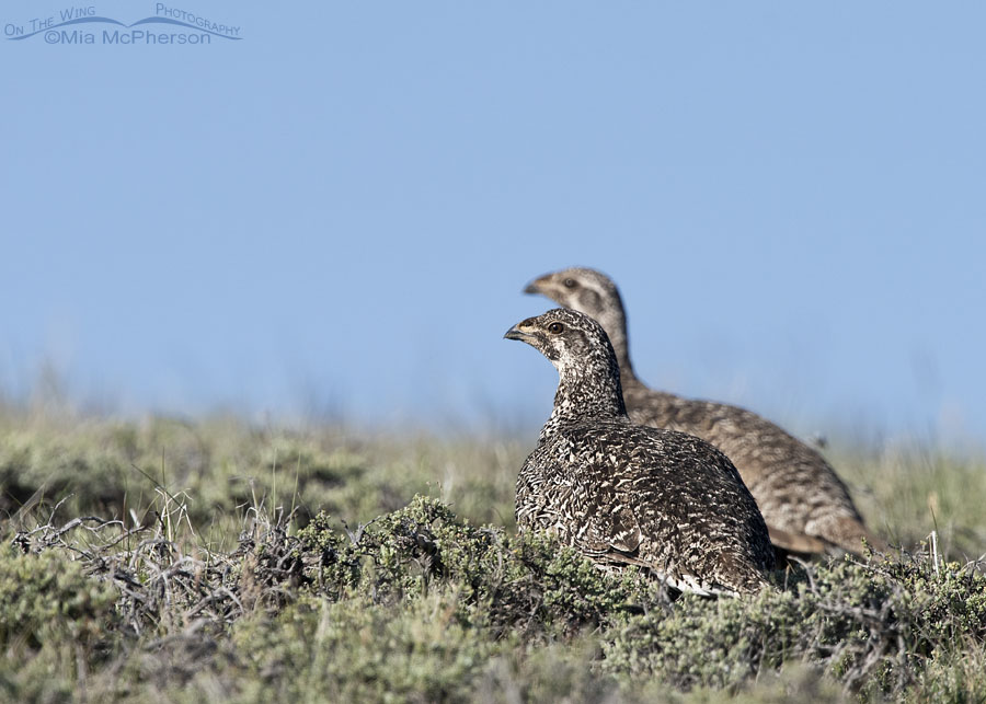 Two Greater Sage-Grouse foraging, Wayne County, Utah