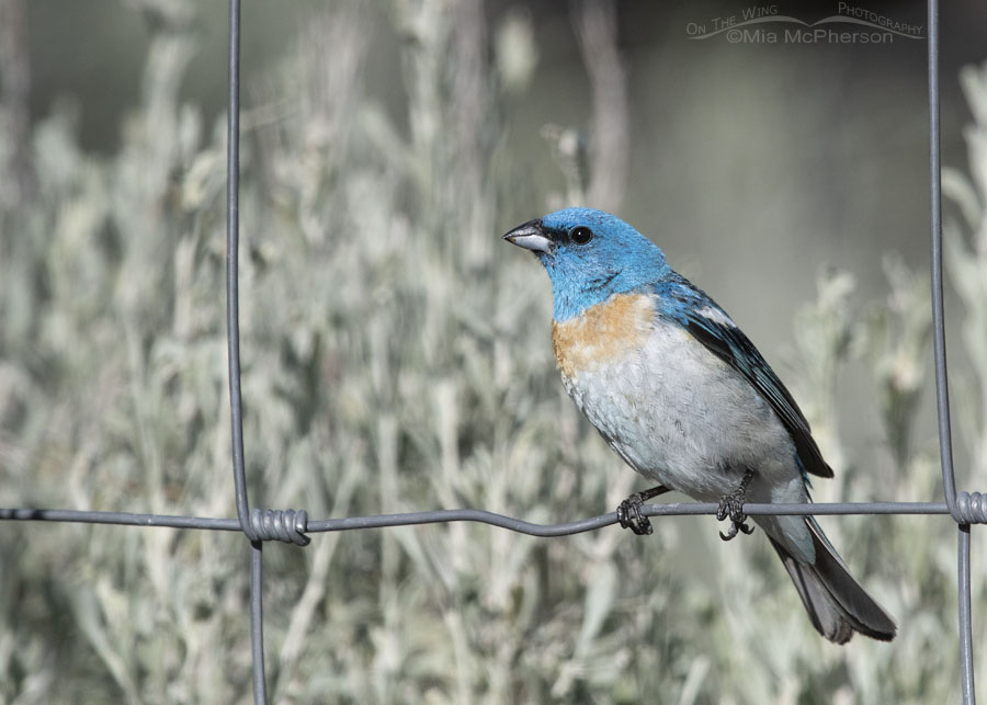 Adult Male Lazuli Bunting perched on a metal fence, Box Elder County, Utah