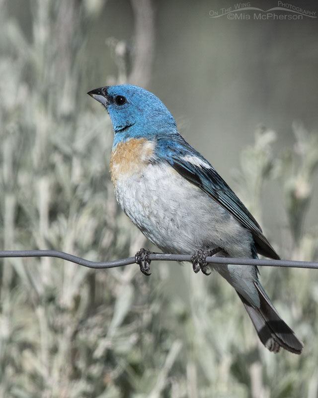 Male Lazuli Bunting about to lift off, Box Elder County, Utah
