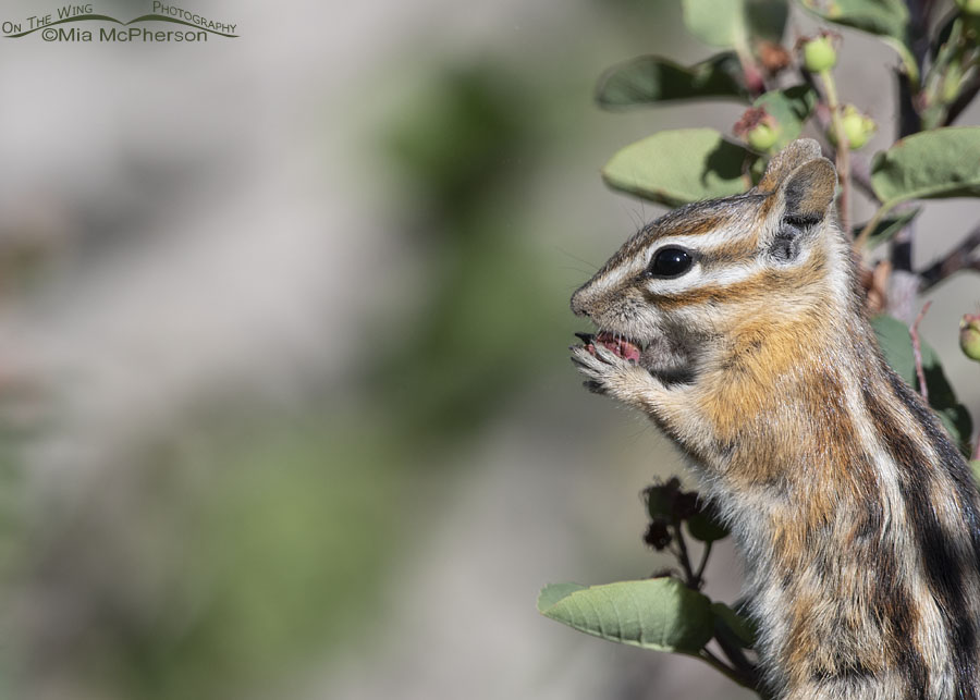 Least Chipmunk eating a serviceberry, Wasatch Mountains, Morgan County, Utah