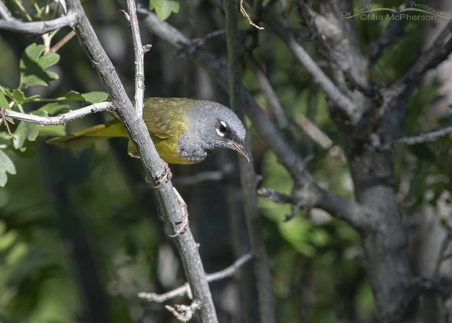 Male MacGillivray's Warbler perched in a Golden Currant, Wasatch Mountains, Morgan County, Utah