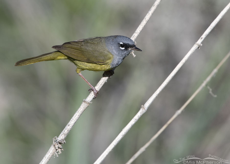 Male MacGillivray's Warbler perched out in the open, Wasatch Mountains, Morgan County, Utah