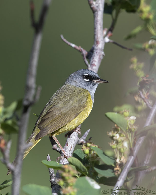 Adult male MacGillivray's Warbler in a serviceberry bush, Wasatch Mountains, Morgan County, Utah