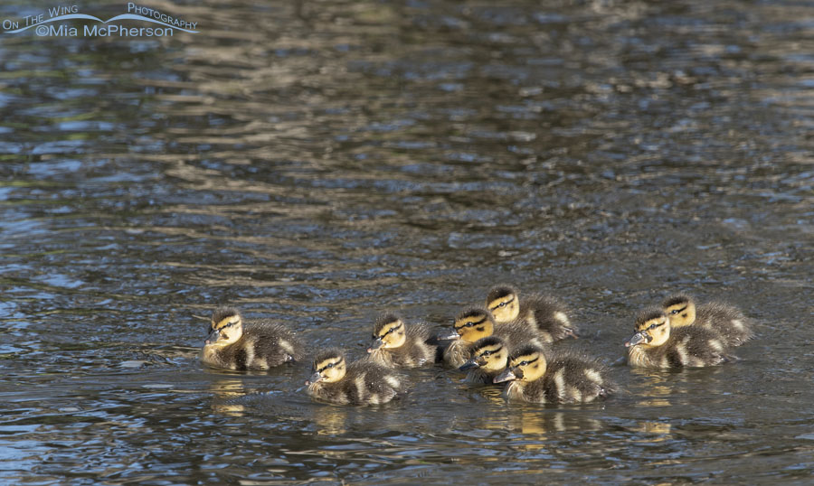 Nine Mallard ducklings floating in a creek, Wasatch Mountains, Summit County, Utah