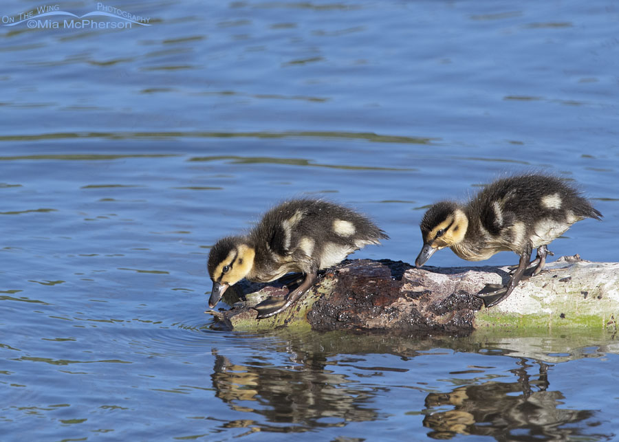 Mallard ducklings about to re-enter a creek, Wasatch Mountains, Summit County, Utah