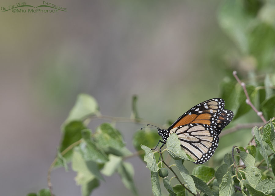 Monarch Butterfly on a Netleaf Hackberry, Box Elder County, Utah