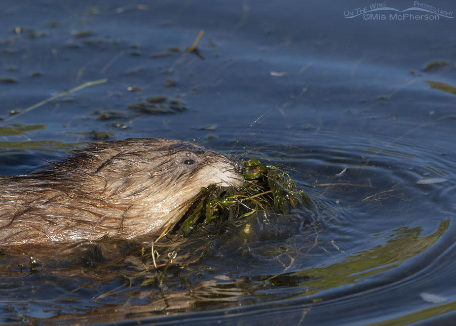 Muskrat with a mouth full of pondweed close up, Wasatch Mountains, Summit County, Utah