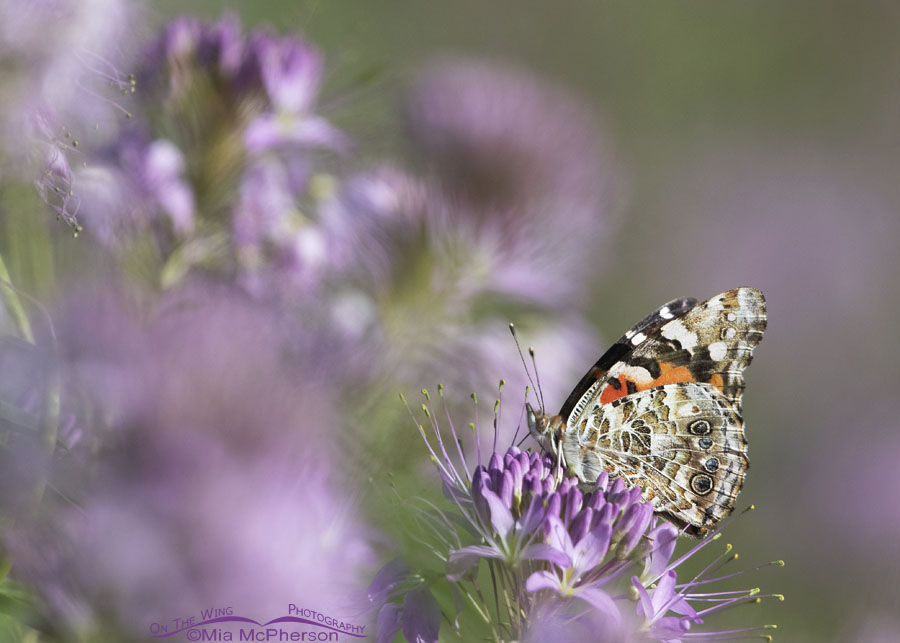 Painted Lady Butterfly on Rocky Mountain Bee Plant, Antelope Island State Park, Davis County, Utah