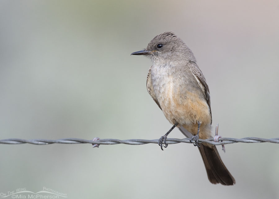 Adult Say's Phoebe perched on a fence, Box Elder County, Utah