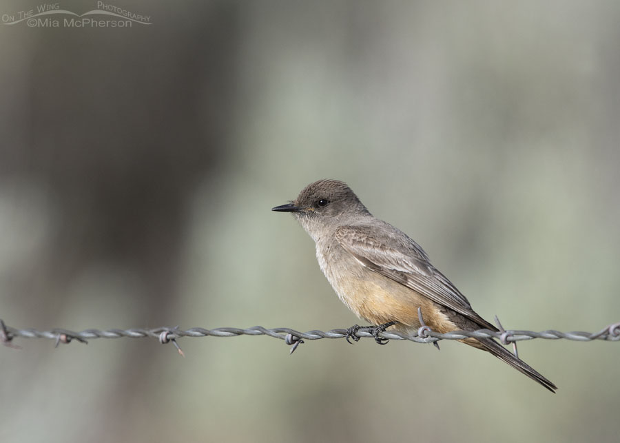 Say's Phoebe adult watching for prey from a fence, Box Elder County, Utah