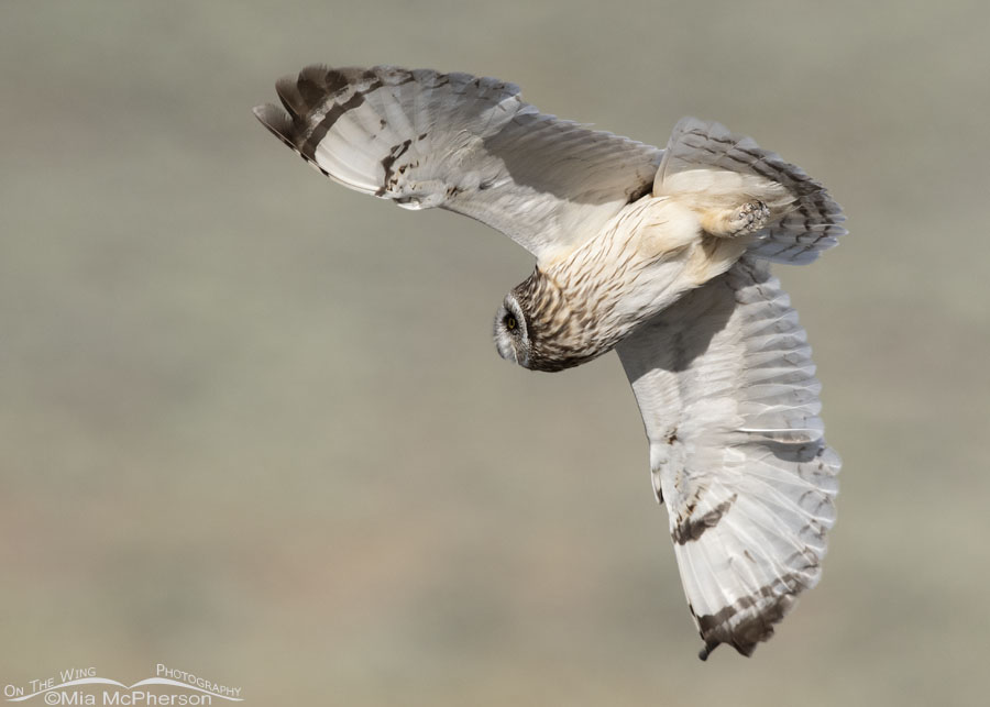 Short-eared Owl adult banking in flight, Box Elder County, Utah
