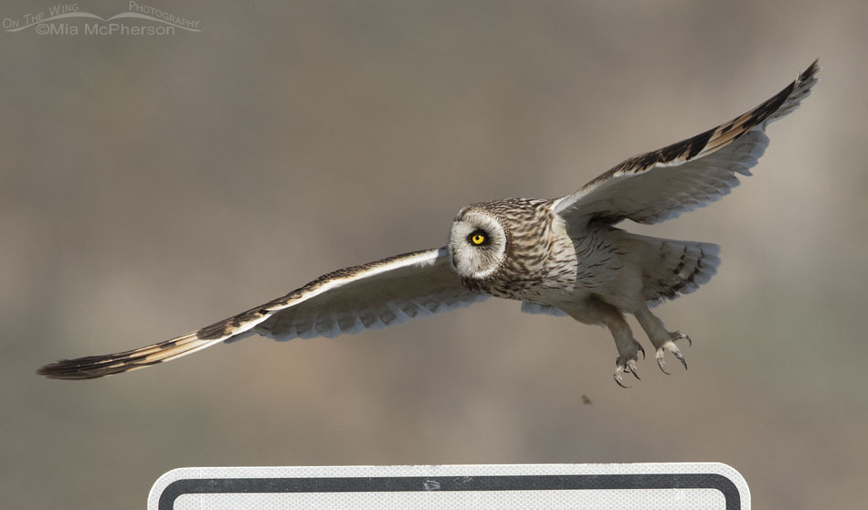 Adult male Short-eared Owl after lifting off from a sign, Box Elder County, Utah