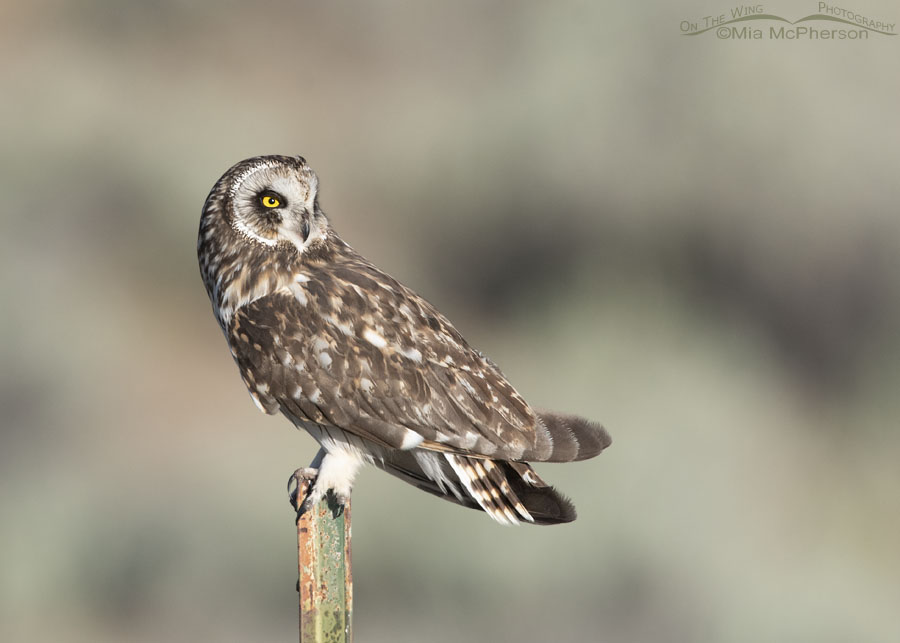 Adult Short-eared Owl perched in front of a sagebrush sea, Box Elder County, Utah