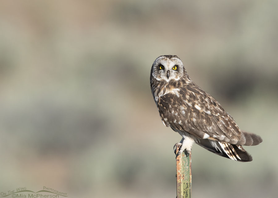 Head on look from an adult Short-eared Owl on a old metal post, Box Elder County, Utah