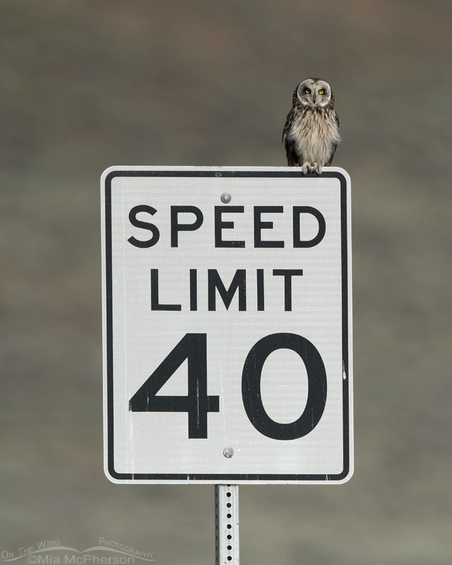 Adult Short-eared Owl perched on a 40 mph speed limit sign, Box Elder County, Utah