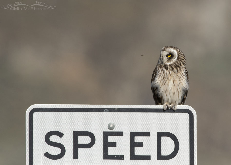 Short-eared Owl, a bug and a speed limit sign, Box Elder County, Utah