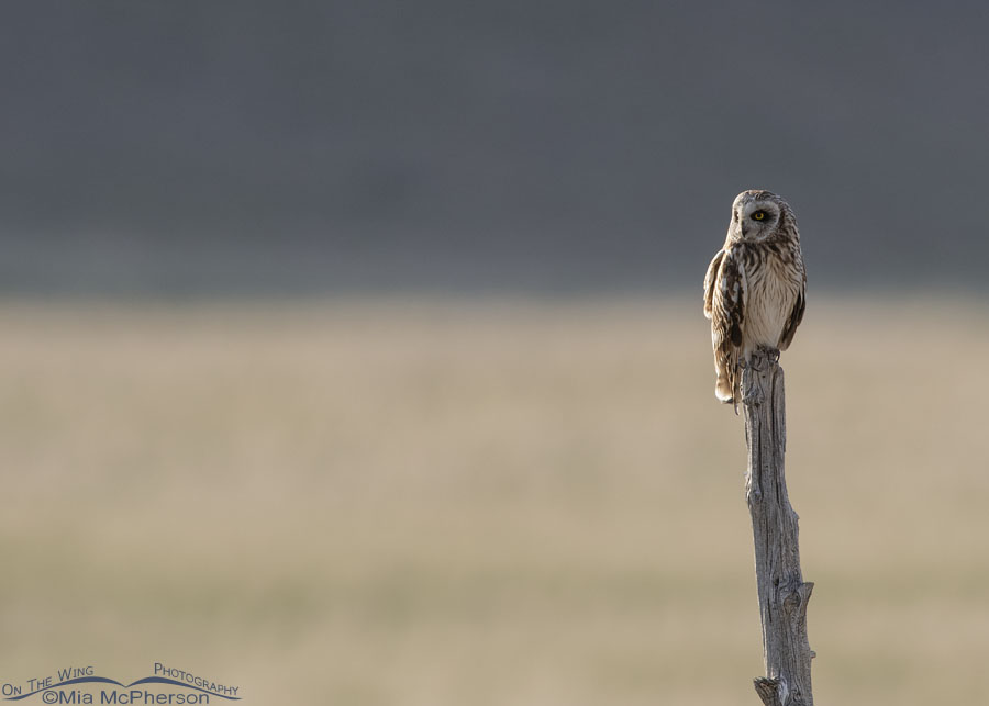 Side lit Short-eared Owl - Small in frame, Box Elder County, Utah