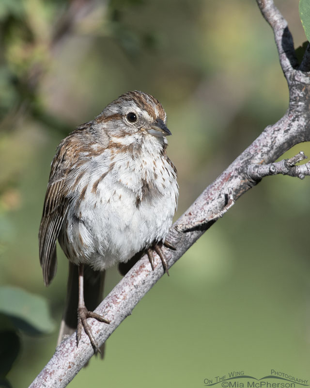 Adult Song Sparrow up close in a serviceberry, Wasatch Mountains, Morgan County, Utah