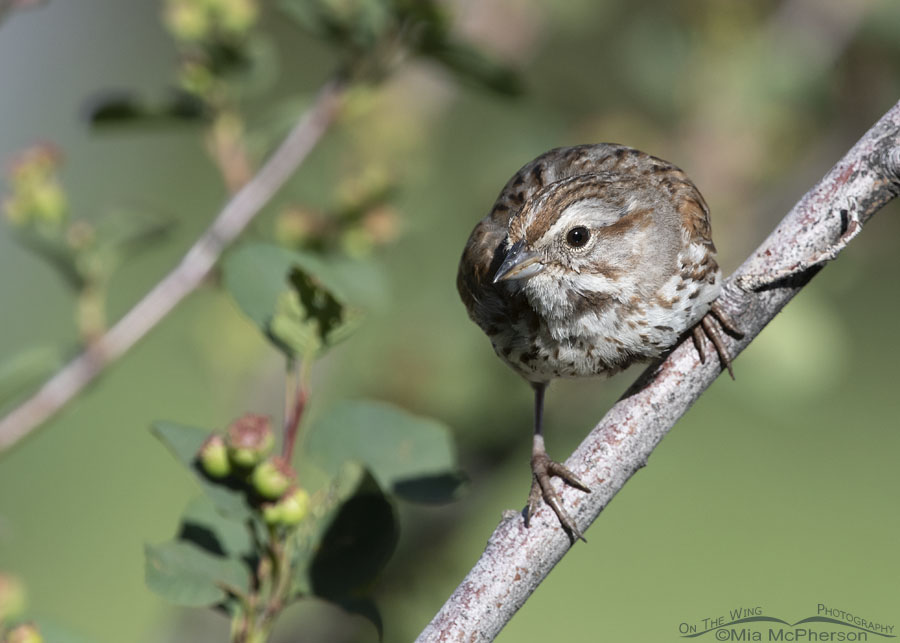 Adult Song Sparrow close up, Wasatch Mountains, Morgan County, Utah